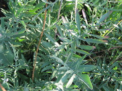 Centaurea scabiosa apiculata
