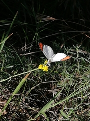 Colotis euippe euippe