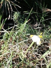 Colotis euippe euippe