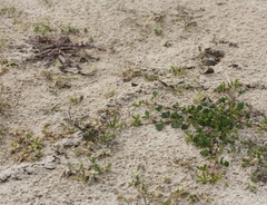 Neoscapteriscus borellii