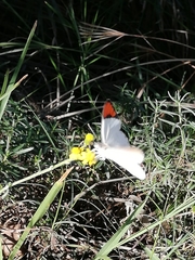 Colotis euippe euippe