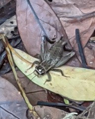 Loxoblemmus appendicularis