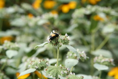 Macrosiagon dimidiata