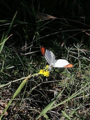 Colotis euippe euippe