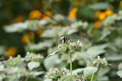 Macrosiagon dimidiata