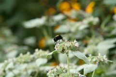 Macrosiagon dimidiata