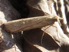 Nomophila noctuella