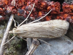 Nomophila noctuella