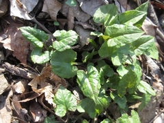 Saussurea gracilis