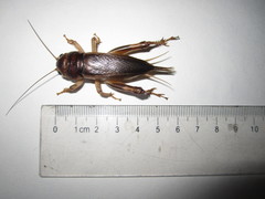 Tarbinskiellus portentosus