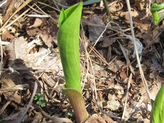 Convallaria keiskei
