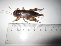 Tarbinskiellus portentosus