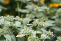 Macrosiagon dimidiata