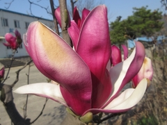 Magnolia denudata