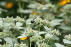 Macrosiagon dimidiata