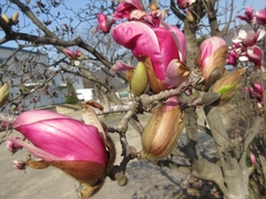 Magnolia denudata