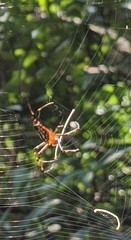 Trichonephila clavata