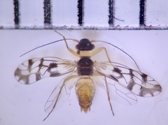 Propsocus pulchripennis