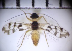 Propsocus pulchripennis