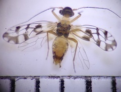 Propsocus pulchripennis