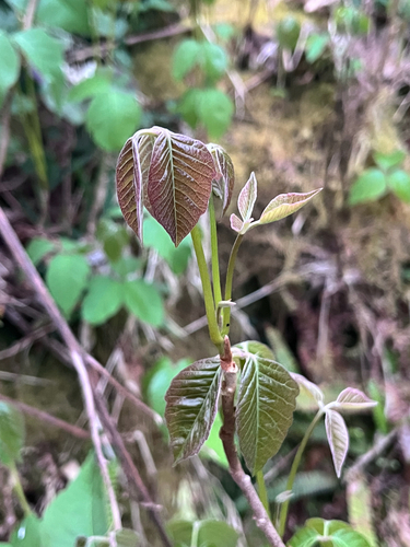 western poison ivy