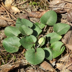 Viola villosa