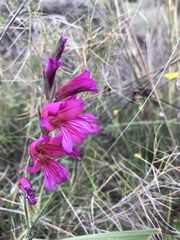 Gladiolus
