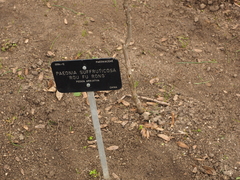 Paeonia × suffruticosa