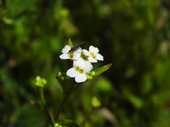 Arabidopsis arenosa arenosa