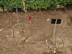 Paeonia × suffruticosa