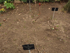 Paeonia × suffruticosa