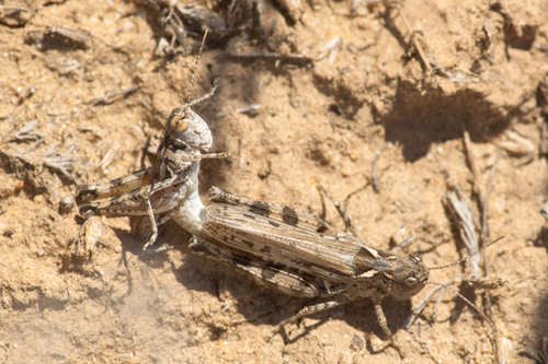 Dociostaurus kraussi · iNaturalist
