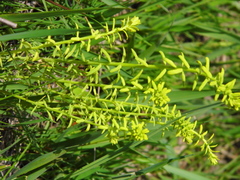Euphorbia cyparissias