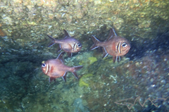 Trachichthys australis