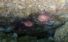 Trachichthys australis