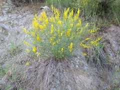Genista tinctoria