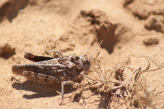 Asiotmethis muricatus