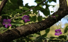 Maurandya scandens