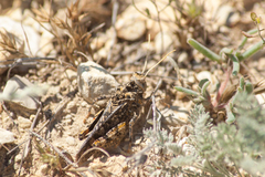 Asiotmethis muricatus