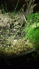 Zachrysia provisoria