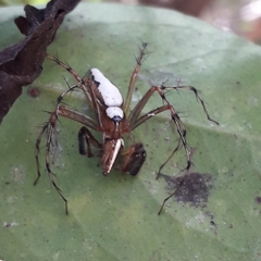 Oxyopes shweta