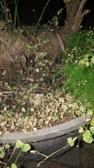 Zachrysia provisoria