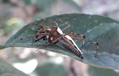 Oxyopes shweta