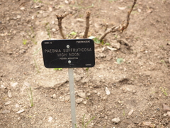Paeonia × suffruticosa