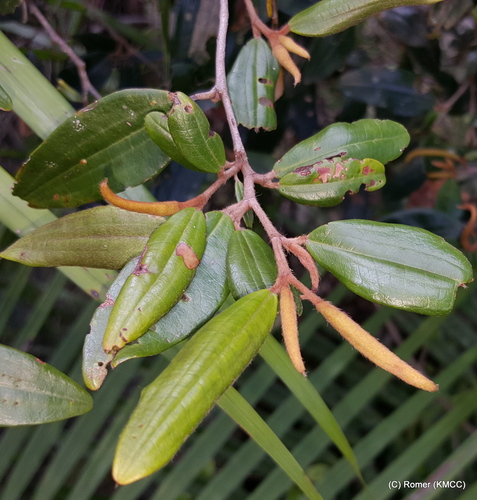 Sarcolaena oblongifolia, photograph 3