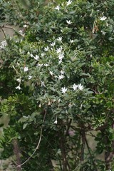 Jasminum angulare