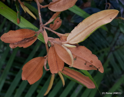 Sarcolaena oblongifolia, photograph 4