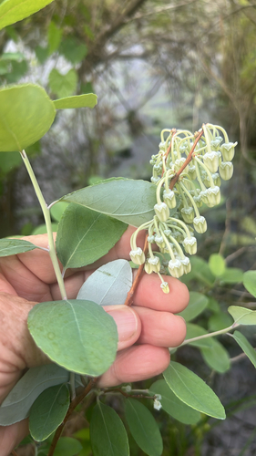 honeycup (Zenobia pulverulenta)