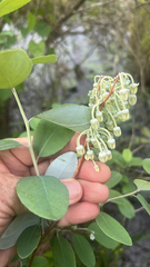 Zenobia pulverulenta