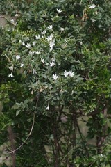 Jasminum angulare